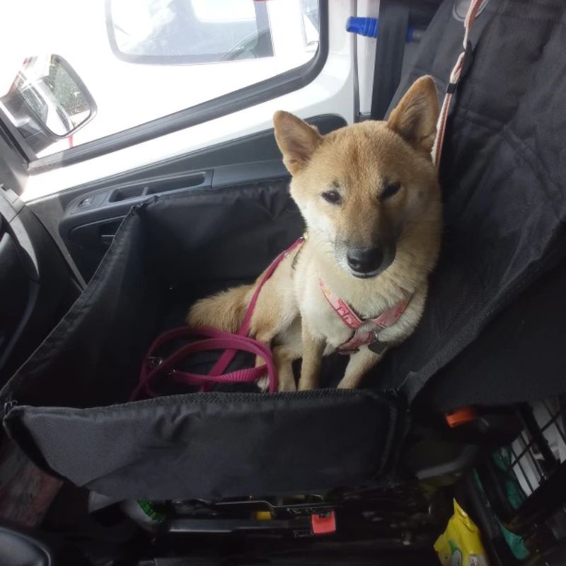 Siège auto pour chien moyen - Monde du Chien