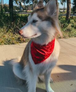 bandana rouge pour chien balade